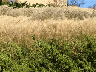 Tall Grass