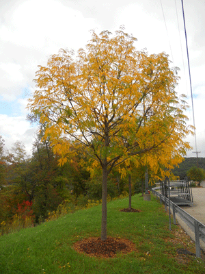 yellow tree